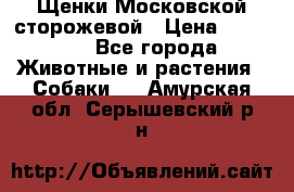 Щенки Московской сторожевой › Цена ­ 35 000 - Все города Животные и растения » Собаки   . Амурская обл.,Серышевский р-н